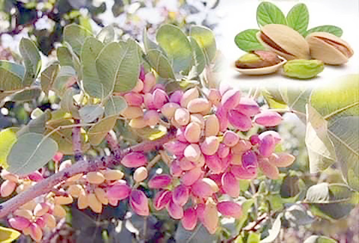 BATMAN, ÖZEL AĞAÇLANDIRMADA BİRİNCİ SIRADA