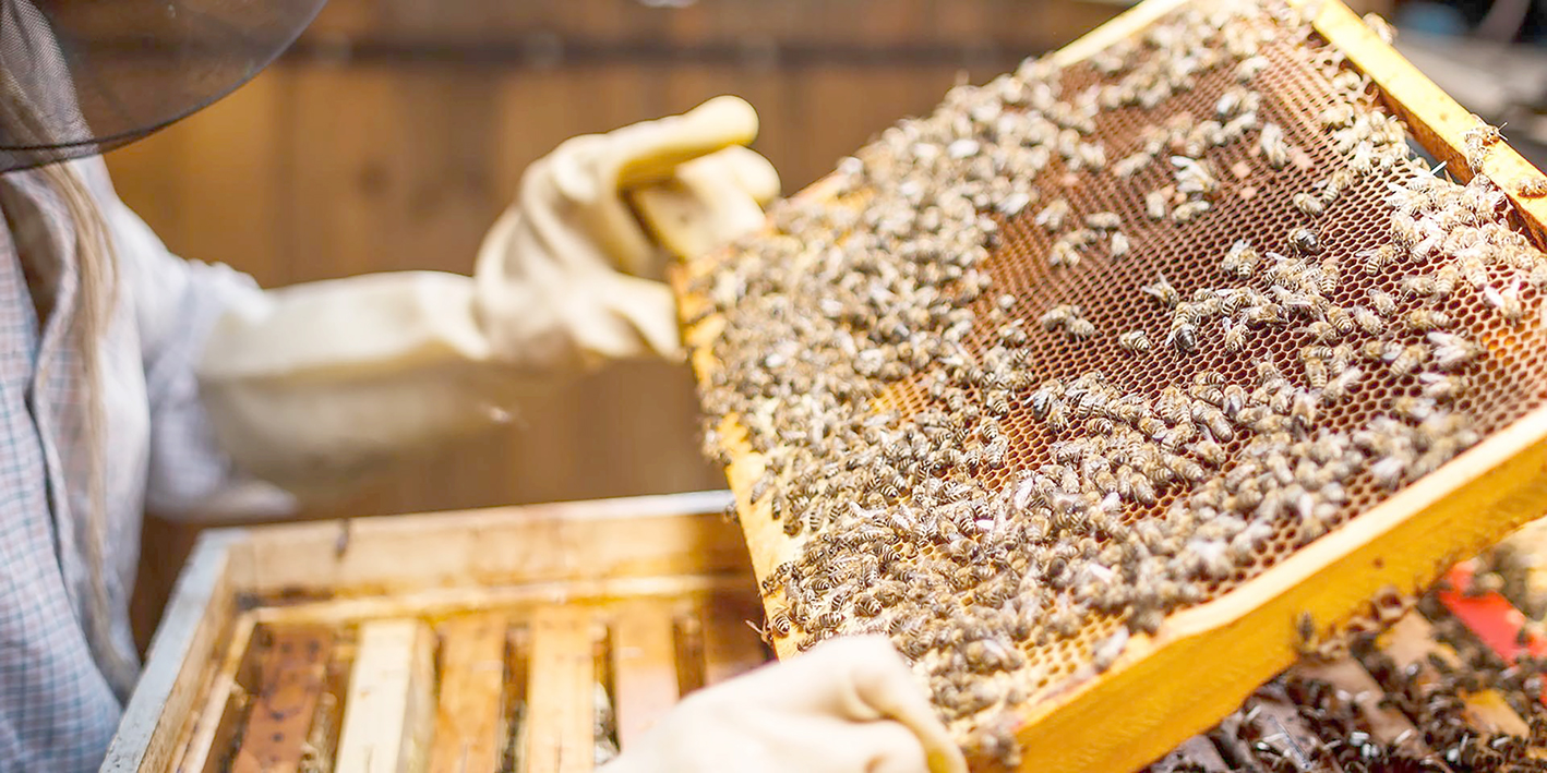 ARICILIĞA BÜYÜK DESTEK