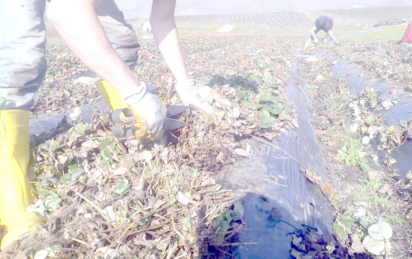 ÇİLEK BUDAMA BAŞLADI