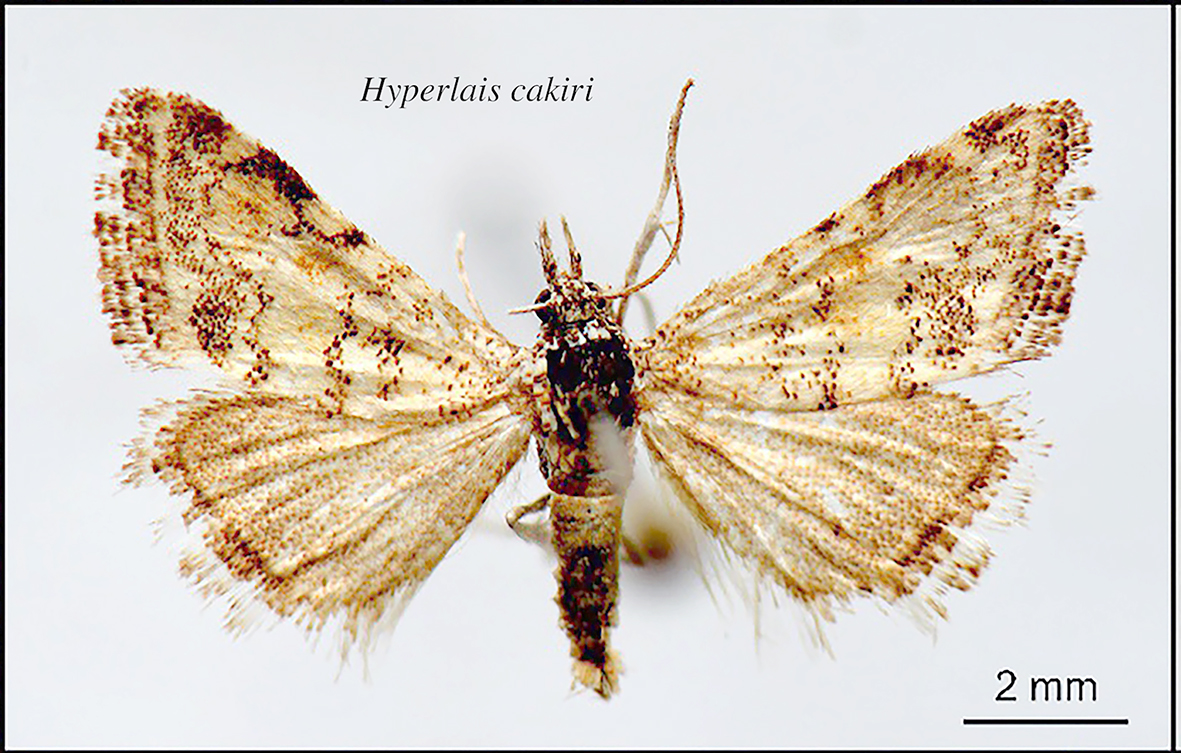 YENİ BİR KELEBEK TÜRÜ KEŞFEDİLDİ!