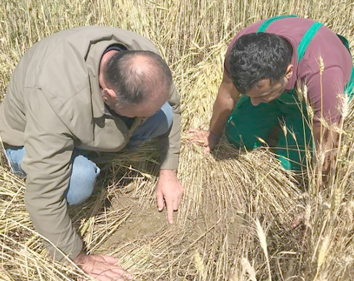 SÜNE MÜCADELESİ SAHA ÇALIŞMALARI BAŞLADI