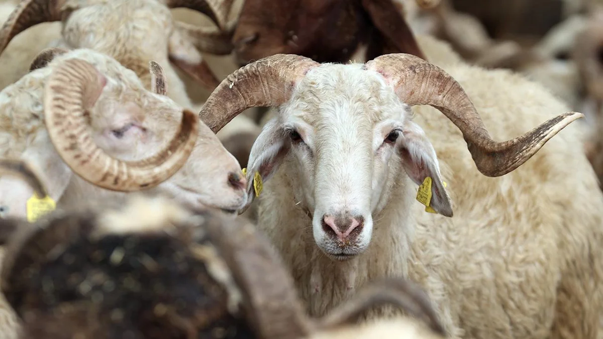 KURBAN PAZARLARINDA SATILAMAYAN KURBANLIKLAR ESK TARAFINDAN SATIN ALINACAK