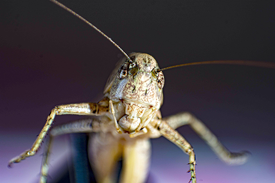 BATMANI SARAN ÇEKİRGE İSTİLASINI FIRSATA ÇEVİRDİ