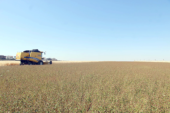 GLUTENSİZ KARABUĞDAY HASADI YAPILDI