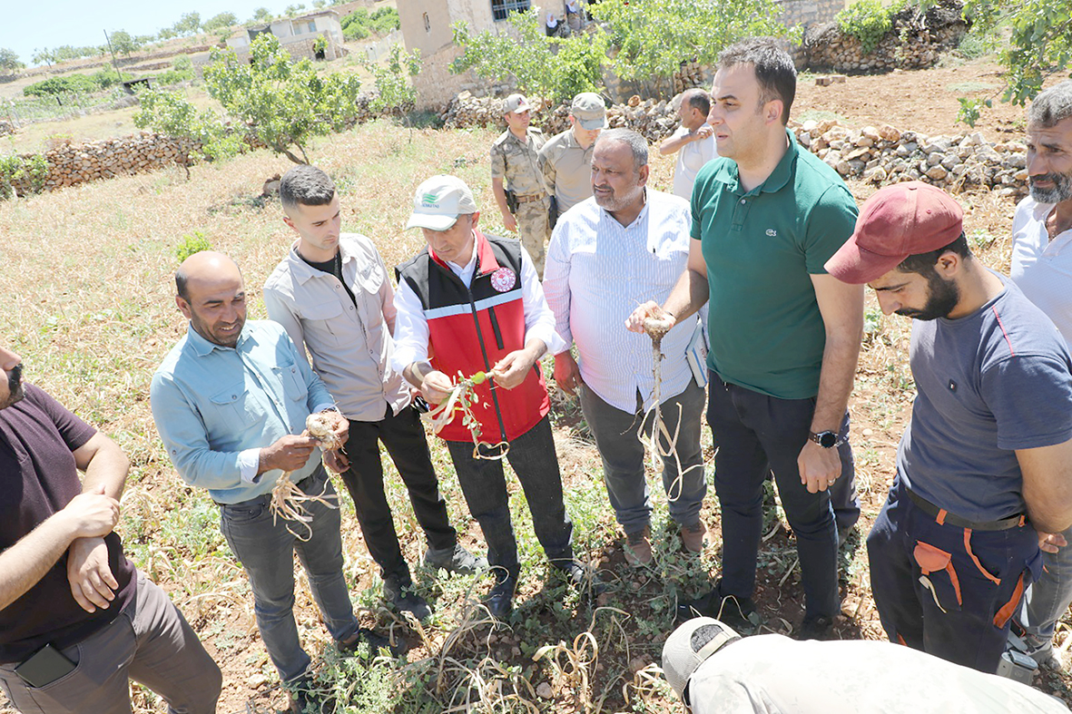 MEHİNA SARIMSAĞI HASADI YAPILDI
