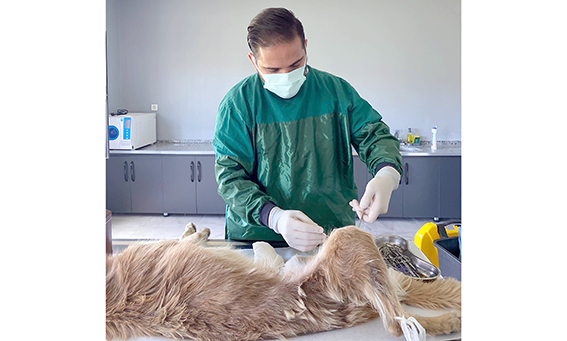 SAHİPSİZ HAYVANLAR TEDAVİ EDİLİYOR