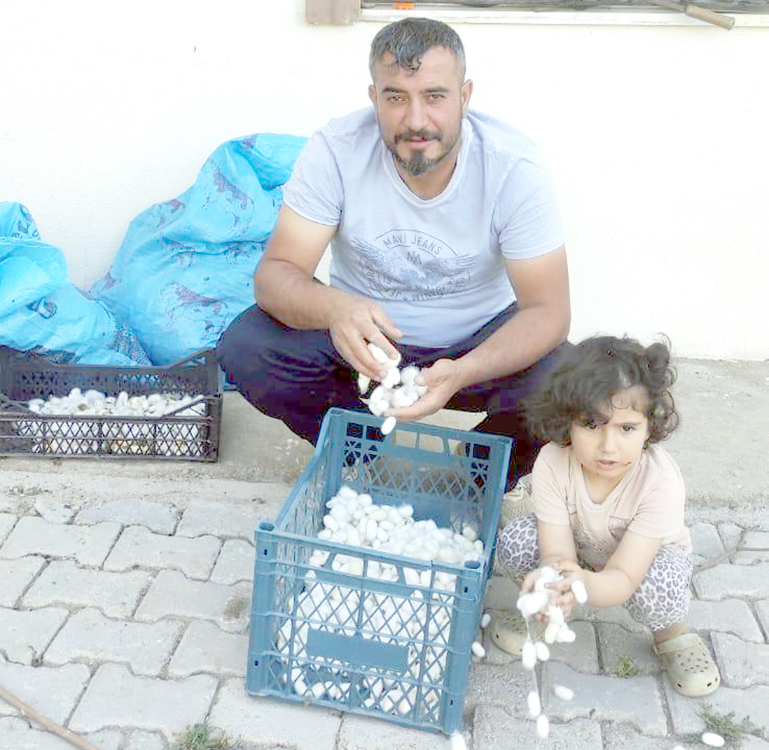 KOZA HASADI BAŞLADI