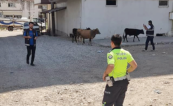 BAŞIBOŞ BIRAKILAN BÜYÜKBAŞ HAYVAN SAHİPLERİNE CEZA KESİLECEK