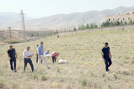 HASANKEYF’TE LAVANTA HASADI BAŞLADI