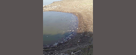 “TOPLU BALIK ÖLÜMLERİ DEHŞETİNE SEYİRCİ KALMAYALIM”