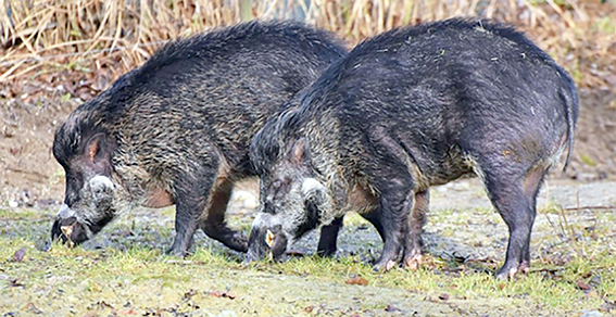 MISIR TOPLAYAN GENÇ, DOMUZ SALDIRISINA UĞRADI