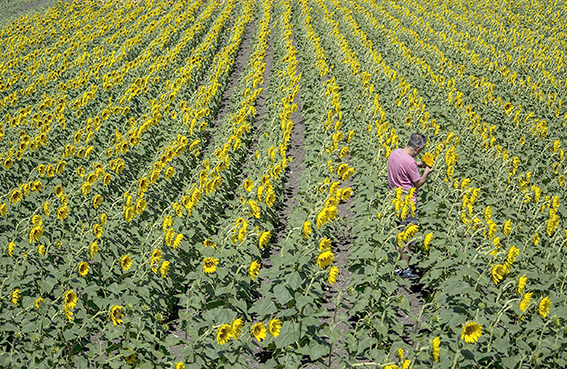 BATMAN’IN TANITIMINA YENİ BİR YÜZ: SARI GELİN