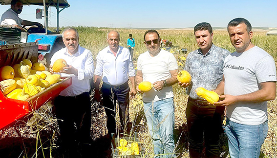 BALPINAR’DA ÇEREZLİK KABAK HASADI BAŞLADI