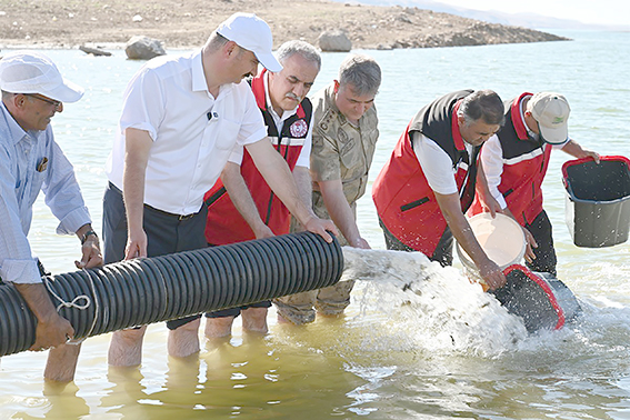 BARAJ GÖLLERİNE 2 MİLYON YAVRU SAZAN BALIĞI BIRAKILDI