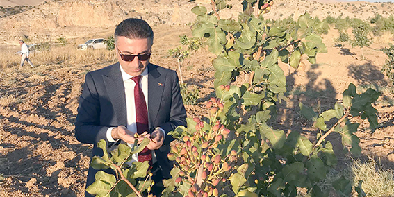 ÜNİVERSİTE’DE FISTIK HASADI