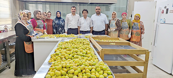 KADINLAR İNCİR CİPSİ ÜRETİYOR