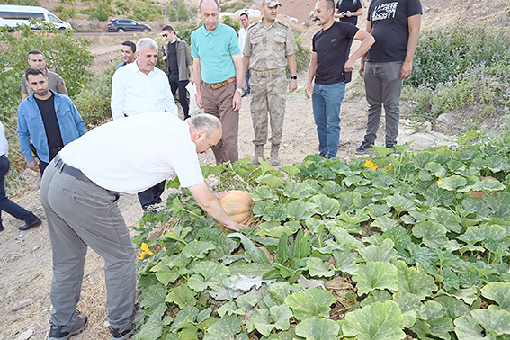 ÇELTİK HASADI YAPILDI