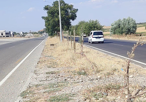 AĞAÇLAR, SUSUZLUKTAN KURUDU!