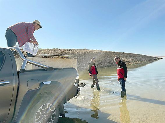 ILISU’YA 1 MİLYON YAVRU ŞABUT BALIĞI