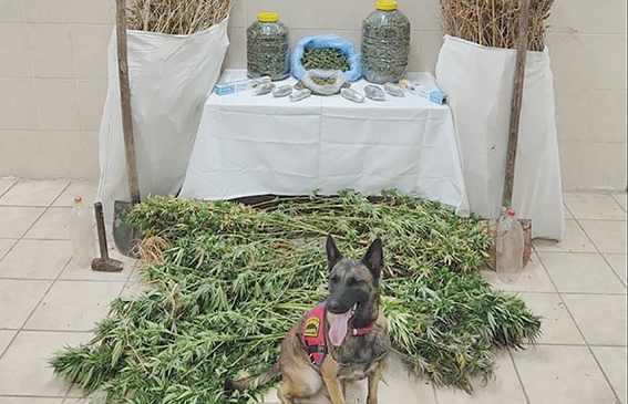 12 KG KUBAR ESRAR ELE GEÇİRİLDİ