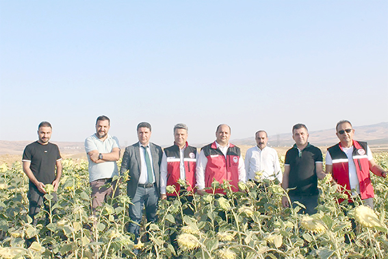 AYÇİÇEĞİ ÜRETİM ALANI İNCELENDİ