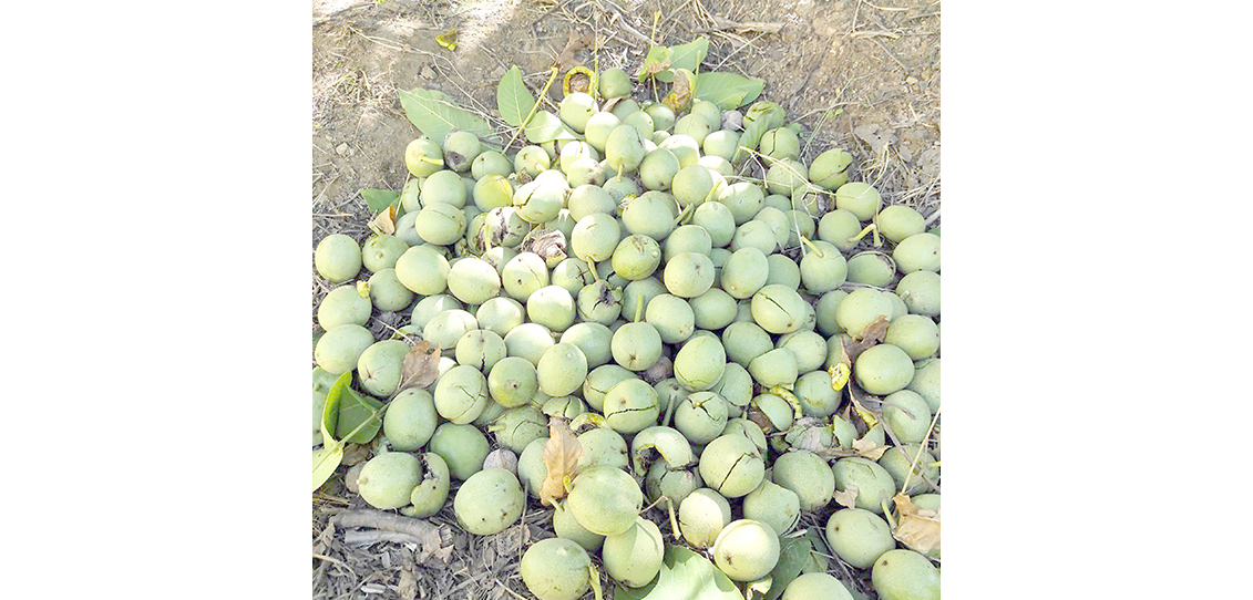 CEVİZ HASADI BAŞLADI