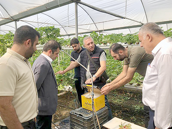 TOPRAKSIZ ÇİLEK SERASINA ZİYARET