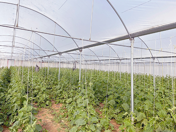 DOMATES ÜRETİMİ YAYGINLAŞTIRMA PROJESİ TAMAMLANDI