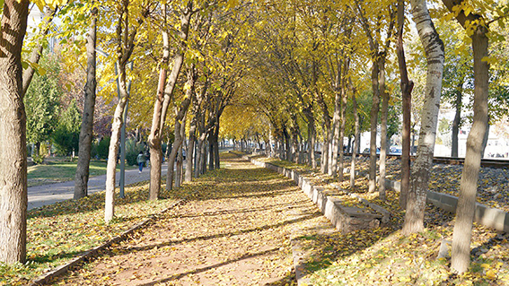 YAPRAKLAR TOPLANMAYACAK