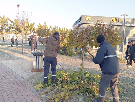 AĞAÇ BUDAMALARI DEVAM EDİYOR