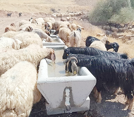 440 ADET SU SIVATI KÖYLERE YERLEŞTİRİLDİ