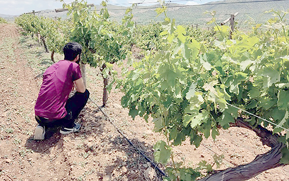 MEZRONE VE TAYFİ ÜZÜMÜ AKADEMİK ÇALIŞMAYA KONU OLDU