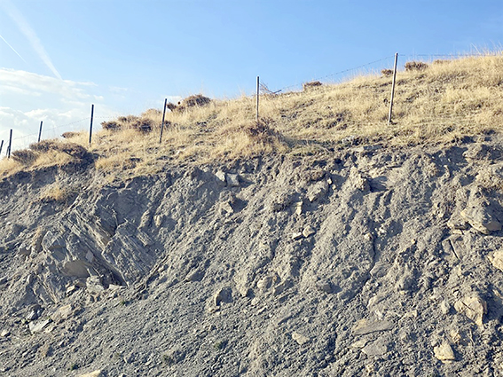 SARIYAYLA KÖYÜNDE BAL ORMANI KURULDU