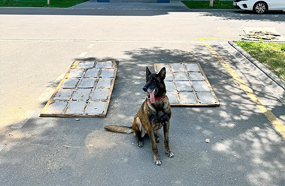 13 KİLOGRAM SKUNK ELE GEÇİRİLDİ