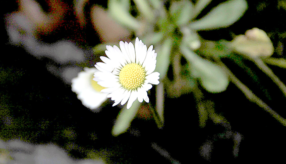 AÇAN PAPATYA ŞAŞIRTTI