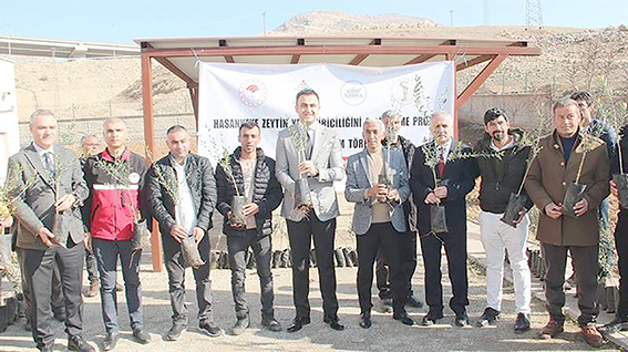 ÇİFTÇİLERE 10 BİN ADET ZEYTİN FİDESİ DAĞITILDI