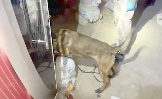 NARKOTİK KÖPEK HEKTOR, ZULAYI YAKALADI!