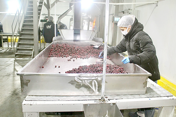 BÖĞÜRTLEN YETİŞTİRİCİLİĞİNE BÜYÜK RAĞBET