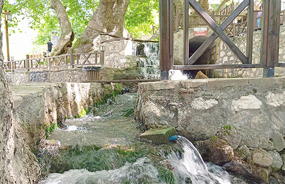 ASIRLIK ÇINAR AĞAÇLARI GÖRENLERİ HAYRAN BIRAKIYOR