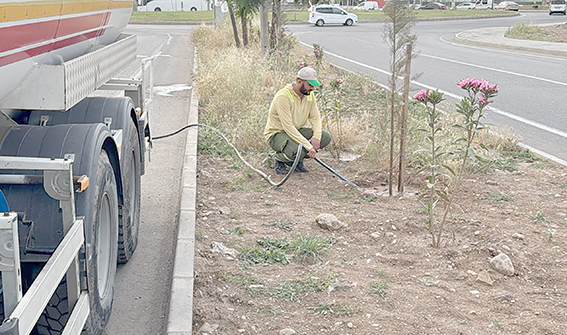 FİDANLARA YAZ BAKIMI