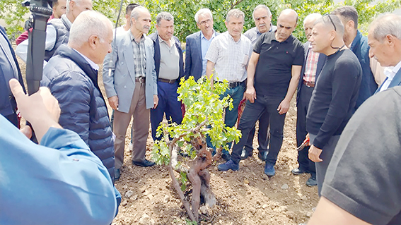 GERCÜŞ’TE MODERN BAĞCILIK EĞİTİMİ DÜZENLENDİ