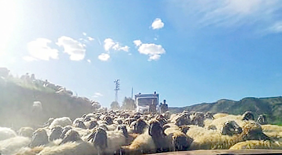 GÖÇERLERİN YOLCULUĞU BAŞLADI