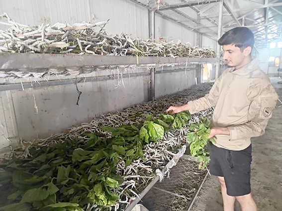 İPEK BÖCEKÇİLİĞİ 150 AİLENİN GEÇİM KAPISI OLDU