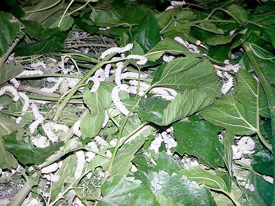 KÖYLERDE İPEK BÖCEKÇİLİĞİ ÜRETİM ALANLARI AZALIYOR