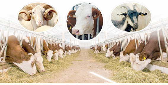 HAYVAN SEVKLERİNE SIKI DENETİM!