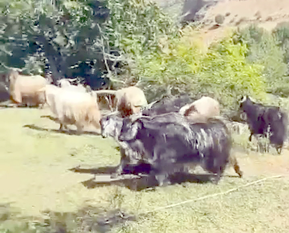 KURBANLIKLAR GÖRÜCÜYE ÇIKTI