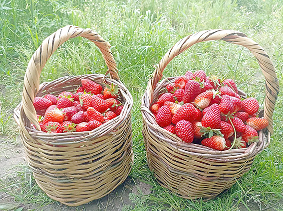 ORGANİK ÇİLEK HASADI BAŞLADI