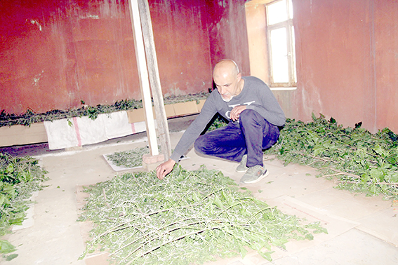 SASON’DA İPEK BÖCEKÇİLİĞİ İLÇEYE EK GELİR SAĞLIYOR