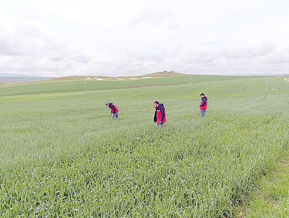 SÜNE MÜCADELESİ DEVAM EDİYOR