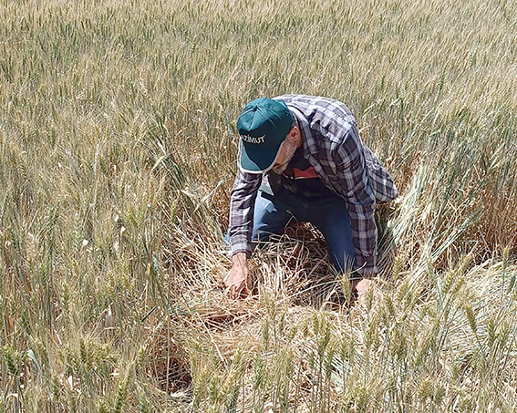 TARIMDA SÜNE MÜCADELESİ DEVAM EDİYOR